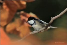 <p>SÝKORA UHELNÍČEK (Periparus ater)</p>